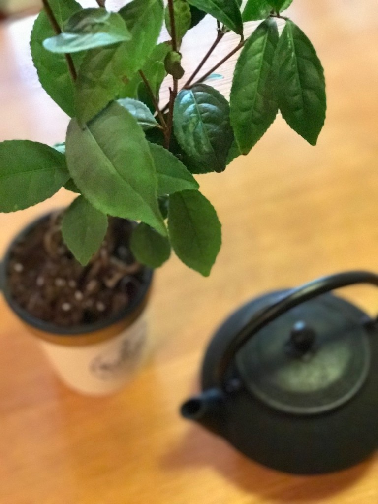 Teplanta 