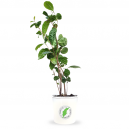 Teplanta från Kränku