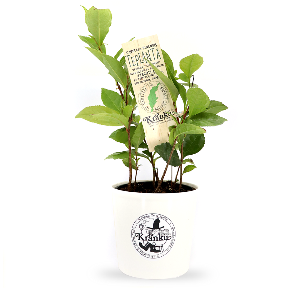 Teplanta