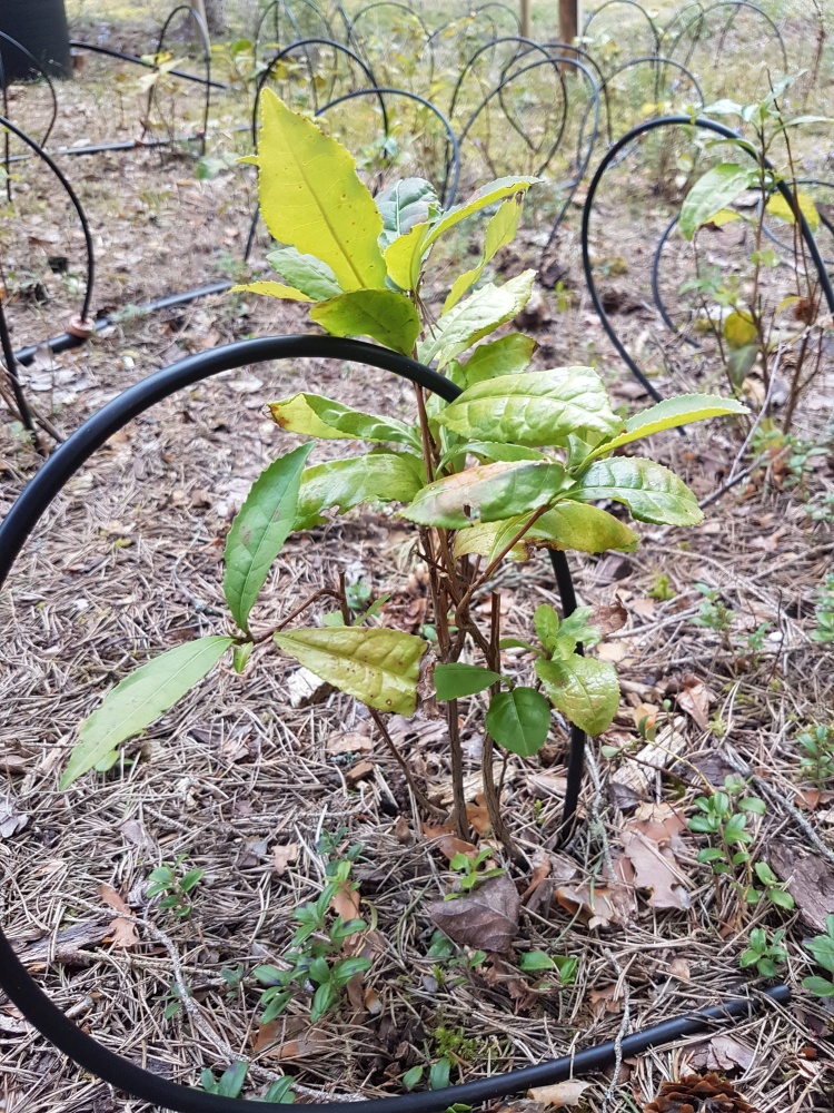 Teplanta tallskog april 2020