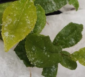 Frusen teplanta