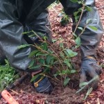 Plantering av treårig teplanta