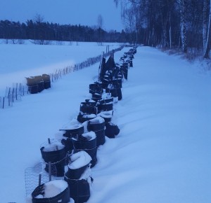 Snötäckt teodling