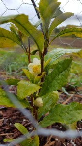 Teblomma