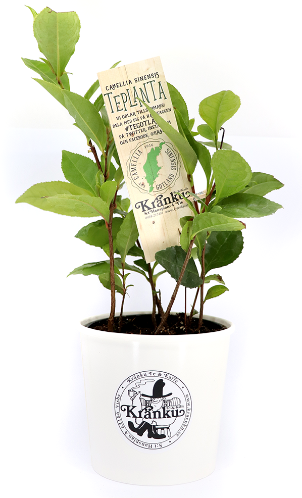 Teplanta Kränku