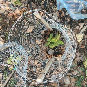 Grön teplanta under vintern 2016
