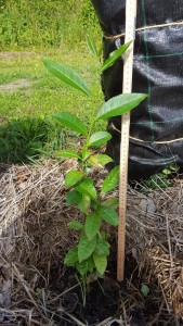 Teplanta 60 cm