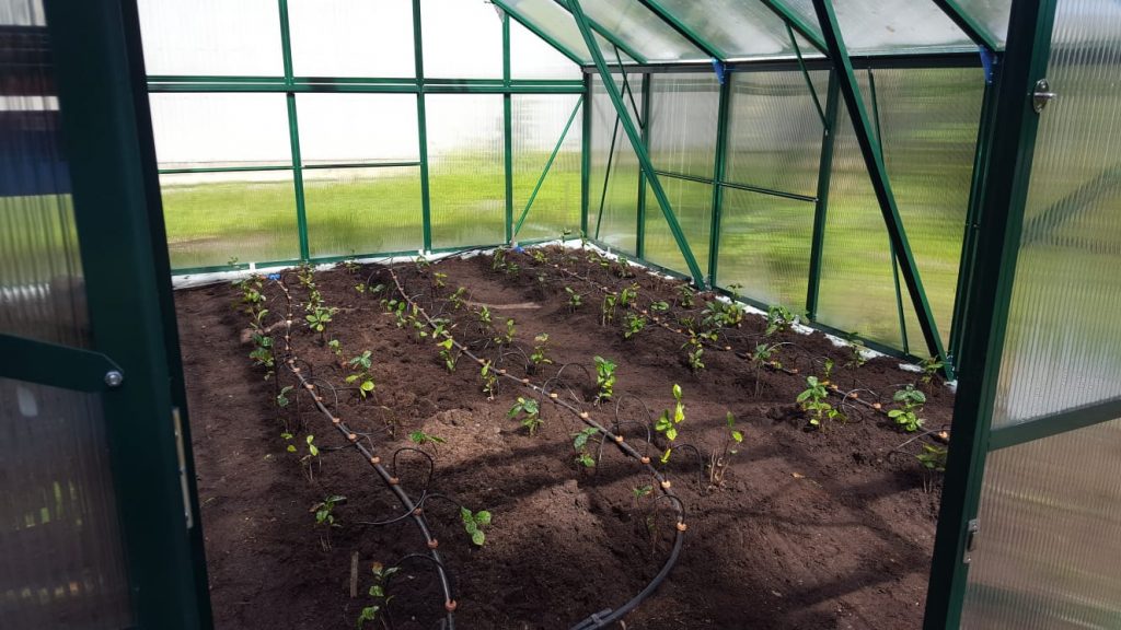 Teplantor i växthus