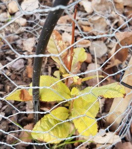 Övervintrad teplanta